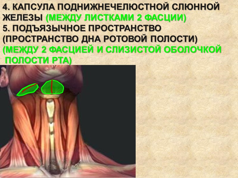 4. КАПСУЛА ПОДНИЖНЕЧЕЛЮСТНОЙ СЛЮННОЙ ЖЕЛЕЗЫ (МЕЖДУ ЛИСТКАМИ 2 ФАСЦИИ) 5. ПОДЪЯЗЫЧНОЕ ПРОСТРАНСТВО (ПРОСТРАНСТВО ДНА